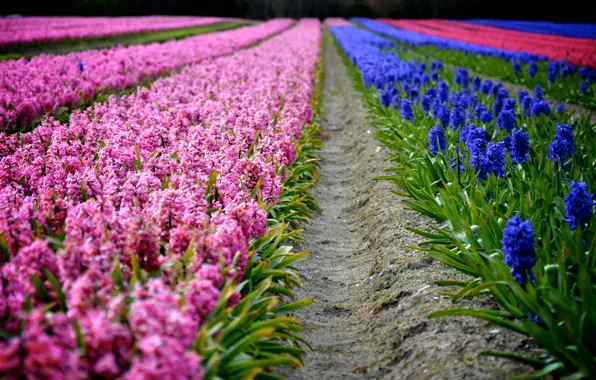 Flowers, spring, purple, pink, the ranks, plantation, hyacinths
