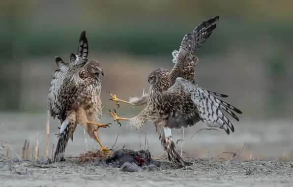 Picture nature, bird, northern harriers