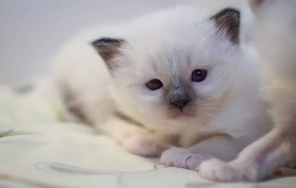 Cat, white, look, kitty, portrait, baby, cute, lies