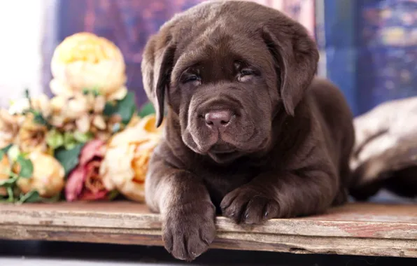 Flowers, puppy, Labrador, chocolate