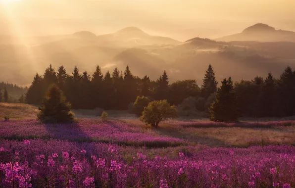 Field, forest, flowers, mountains, fog, hills, view, meadow