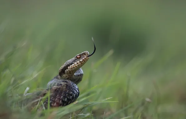 Picture nature, reptile, adder