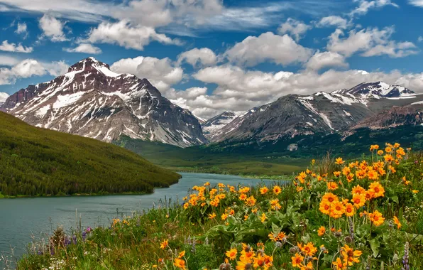 Picture forest, the sky, clouds, trees, landscape, flowers, mountains, nature