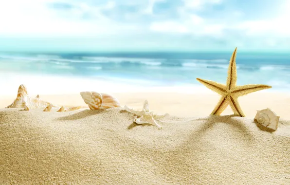 Picture sand, sea, beach, shore, shell, summer, beach, sea