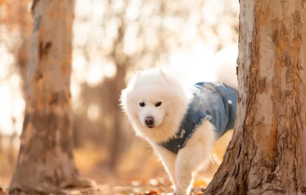 Look, light, trees, nature, pose, Park, clothing, legs