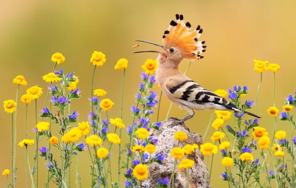 Picture flowers, background, bird, stone, hoopoe