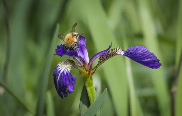 Flower, bee, bokeh, Iris, Utkin Dmitry