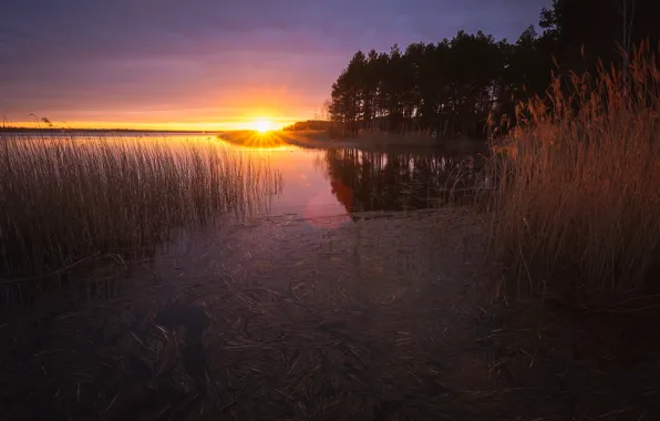 Autumn, forest, sunset, ice, pond, frost