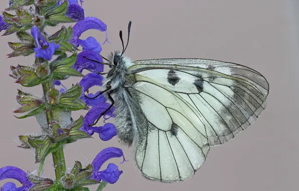 Flower, butterfly, plant, wings, moth