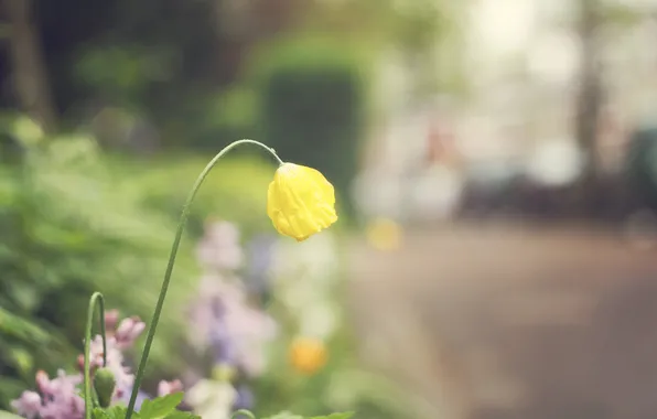 Flowers, yellow, petals