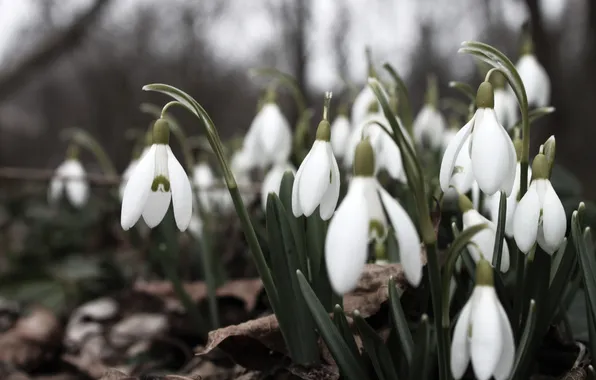 Forest, leaves, flowers, earth, spring, snowdrops, white, primrose