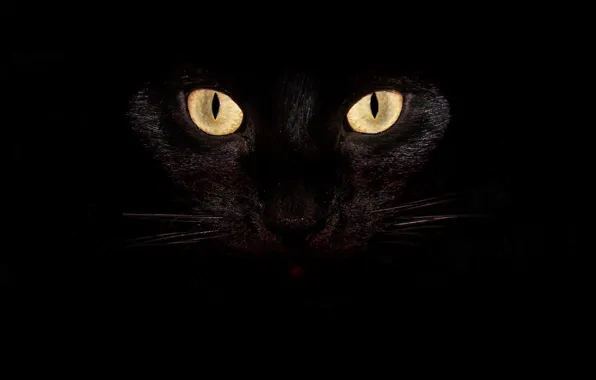 Picture black, cat, animal