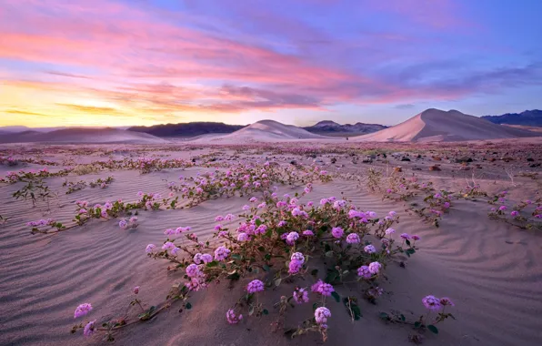 Picture nature, Death Valley, Superbloom