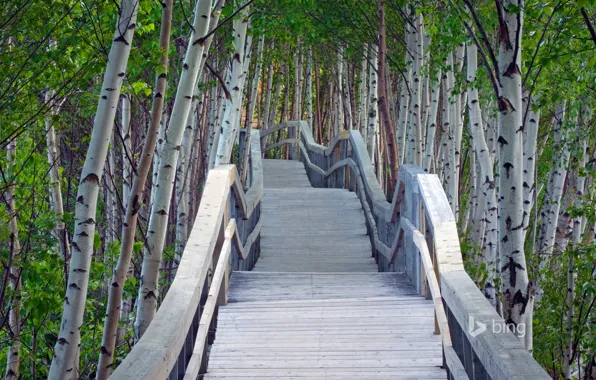 Greens, summer, leaves, trees, bridge, perspective, railings, birch