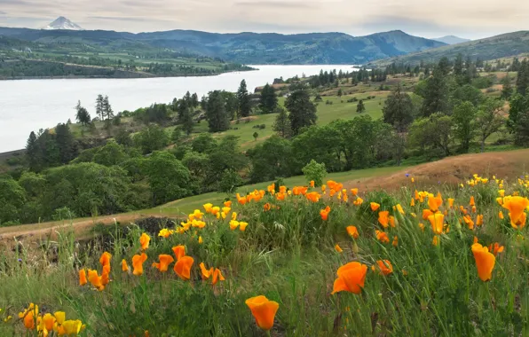 Flowers, mountains, river, shore, escholzia