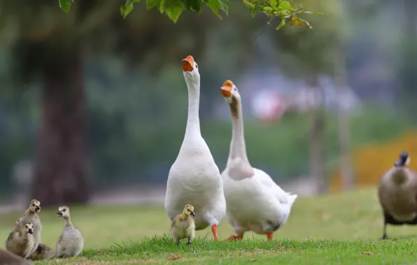 Birds, Park, walk, Chicks, geese, family, the goslings