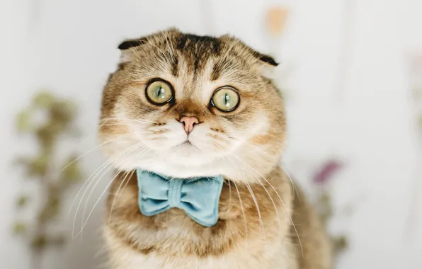 Cat, look, pose, kitty, blue, portrait, fold, face