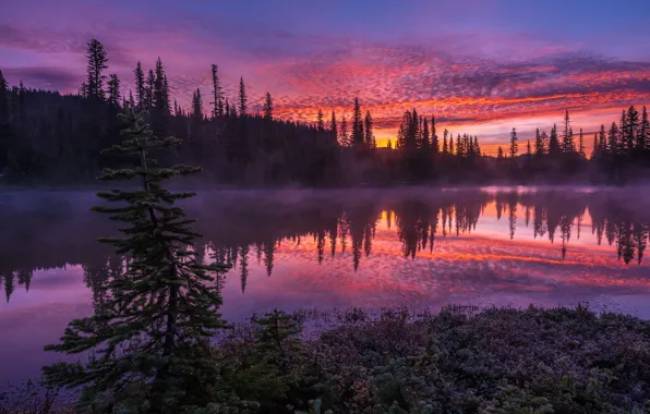 Forest, the sky, clouds, sunset, fog, reflection, tree, shore