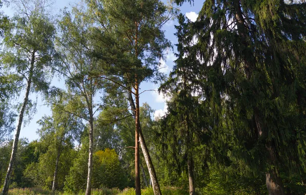 Forest, the sky, grass, trees, nature, Moscow, Russia, Artem