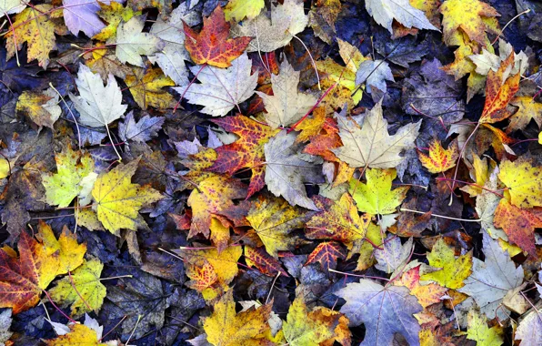 Autumn, leaves, yellow, earth, foliage, texture, maple