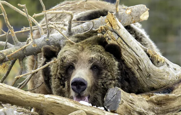 Bear, disguise, Priroda