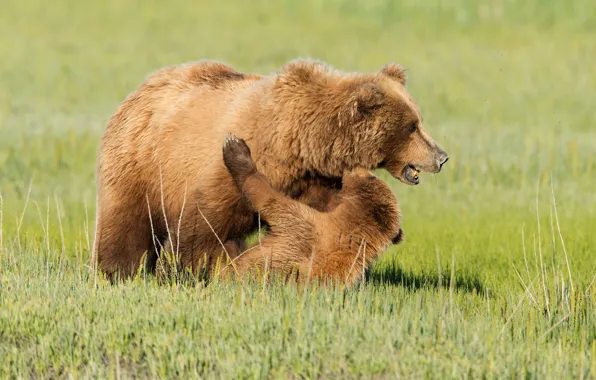 Picture grass, glade, the game, bear, bear, bear