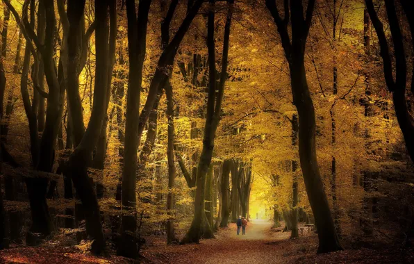 Picture autumn, nature, Park