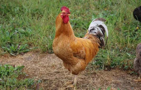 Grass, macro, the owner, cock, my photo