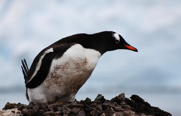 Penguin, curious, pulled the head