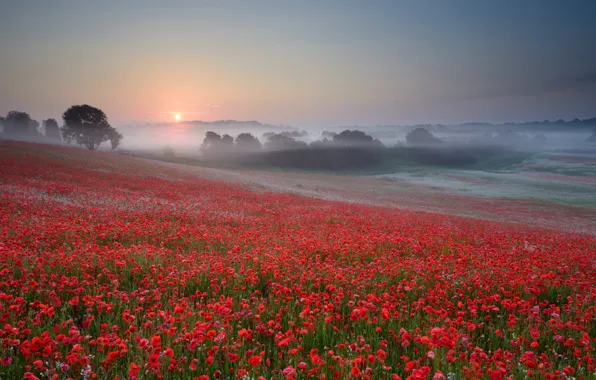 Picture the sun, trees, sunset, flowers, fog, Maki, Field, the evening