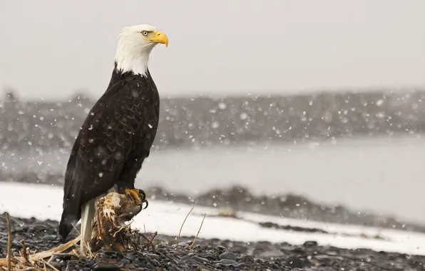 Picture snow, stones, bird, eagle, root, stump, bald eagle