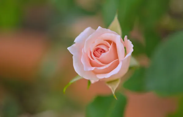 Background, pink, rose, Bud