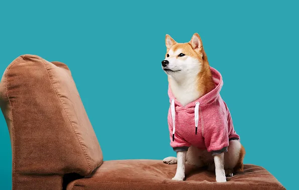 Look, pose, dog, chair, paws, hood, jacket, face