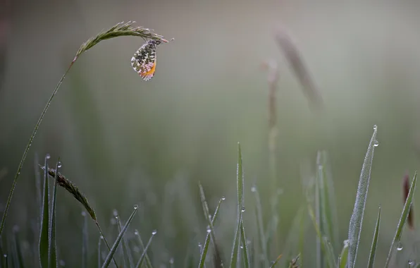 Wallpaper grass, drops, fog, Rosa, butterfly, morning, spikelets for ...