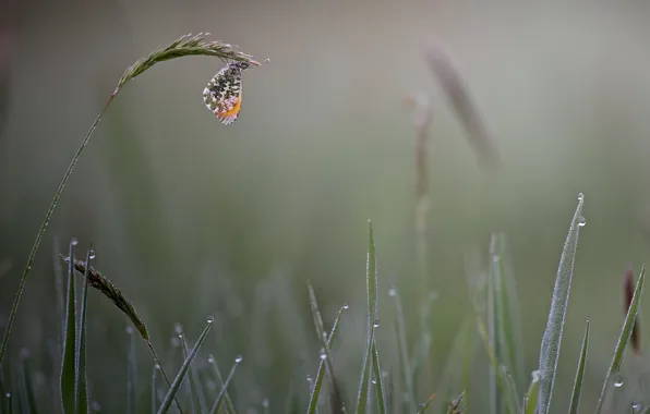 Grass, drops, fog, Rosa, butterfly, morning, spikelets