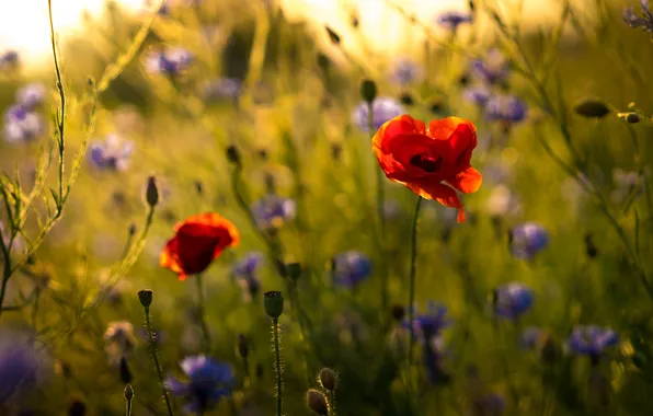 Greens, summer, the sun, light, flowers, glade, Maki, blur