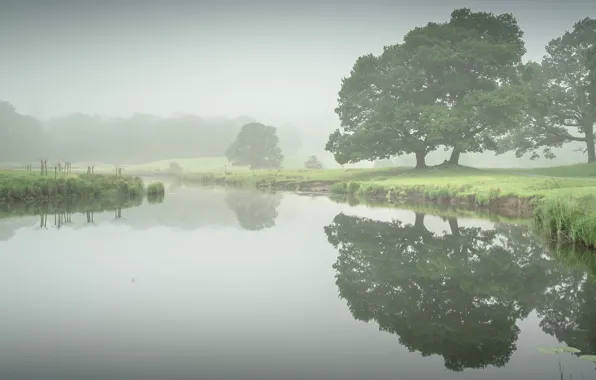 Picture summer, the sky, trees, landscape, green, fog, lake, reflection