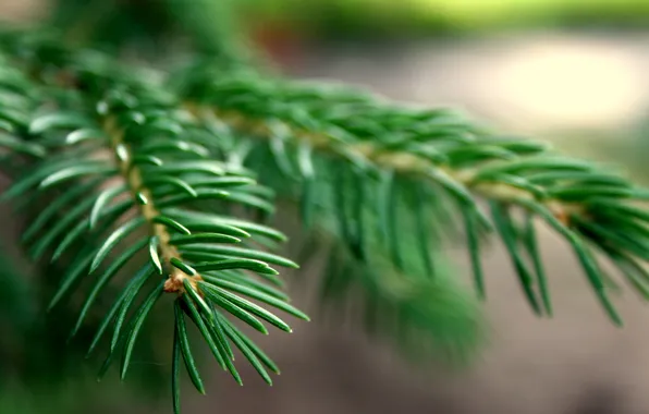 Picture greens, macro, nature, needle, spruce, Tree, needle