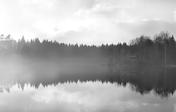 Water, trees, fog, surface, reflection, Mirror, by Robin De Blanche