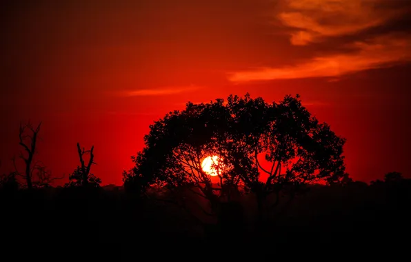 Picture the sky, the sun, sunset, tree, silhouette