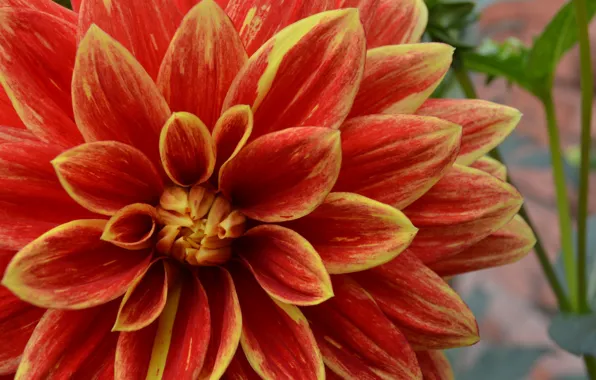 Picture flowers, orange, dahlias