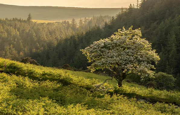 Greens, field, forest, light, tree, glade, spring, dal