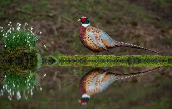 Water, flowers, reflection, bird, shore, spring, snowdrops, pond