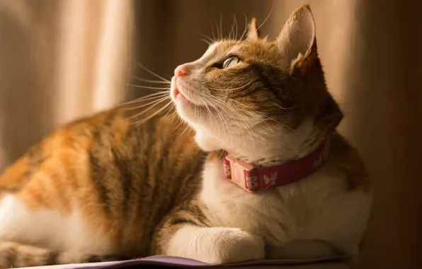 Cat, cat, look, background, red, lies, profile, collar