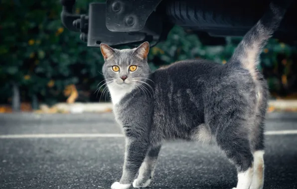 Road, cat, cat, pose, grey, street, tail, car