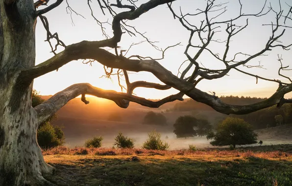 Picture field, the sun, trees, branches, fog, dawn, morning, Netherlands