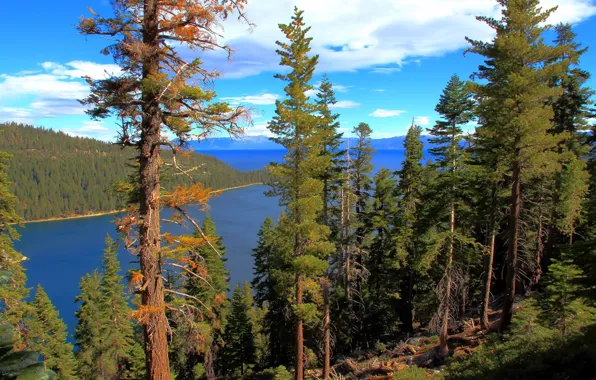 Picture forest, water, lake, California, lake Tahoe