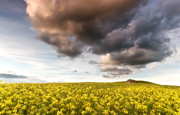 Picture field, the sky, clouds, flowers, nature, house, yellow, rape