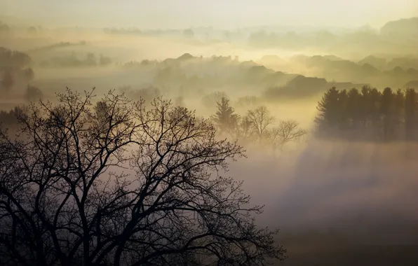 Trees, nature, fog, Morning, Canada, couples, Homer Watson Park