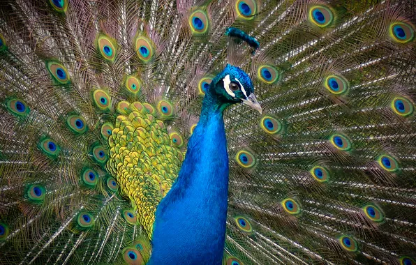 Look, bird, feathers, tail, peacock